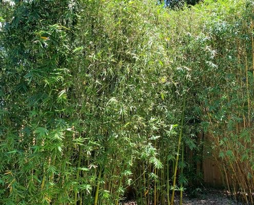 Bamboo Landscape Design in Orlando, Florida by BLG Environmental Services