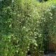 Bamboo Landscape Design in Orlando, Florida by BLG Environmental Services