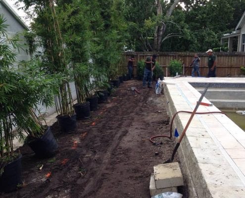 Bamboo Trees for a New Construction Landscape Design and Installation Project in Orlando, Florida