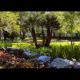 Beautiful Florida Landscape Designs in Heathrow FL by BLG Environmental Services